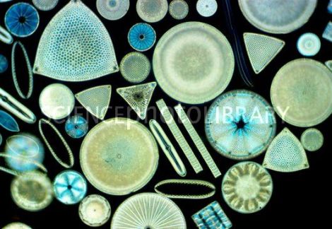 Phytoplankton - Diatoms