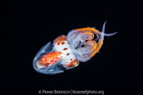 Zooplankton - Larval Octopus by Frank Baensch